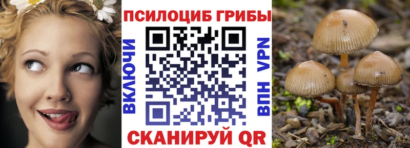 kraken ссылки Междуреченск Псилоцибиновые грибы Psilocybe